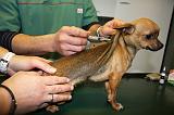 CHIHUAHUA - PIQURE 019